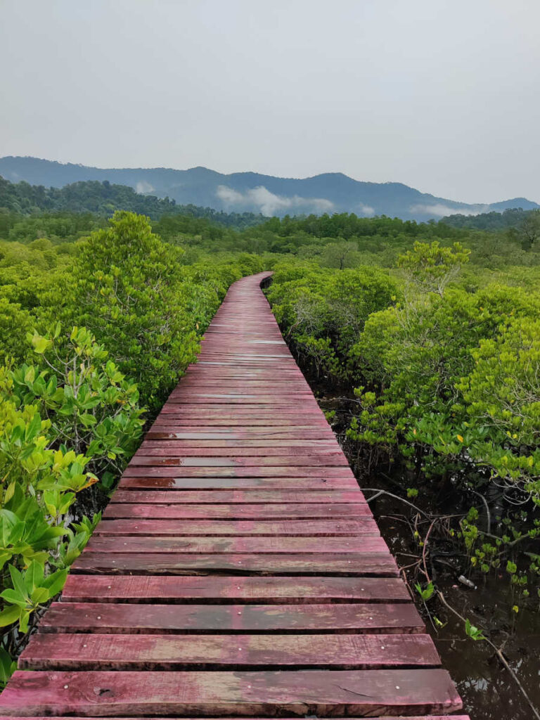 Mangrove metsän silta