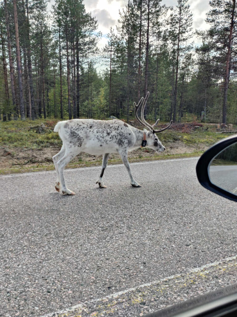 Pallastunturi Poro