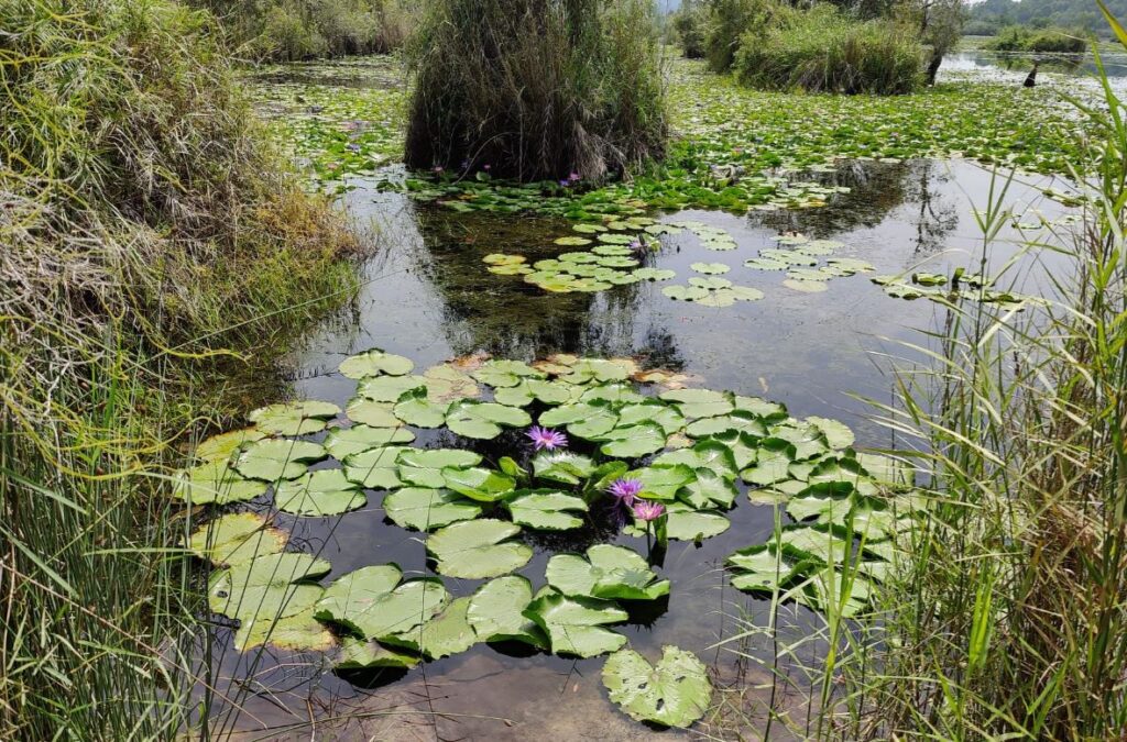 Lumpeita Rayong Botanic Garden