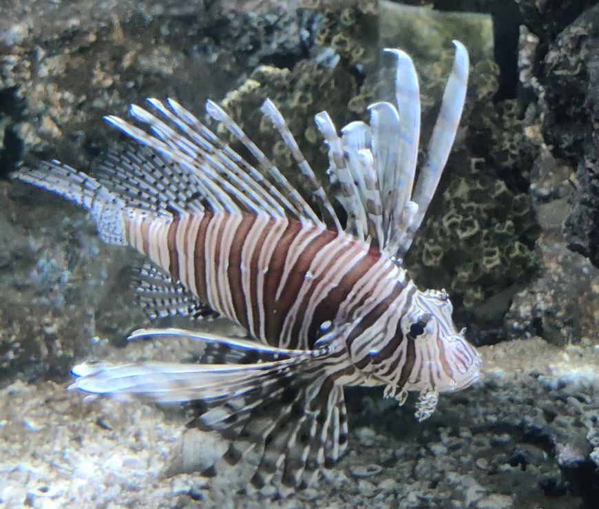 Rayong aquarium; siipisimppu